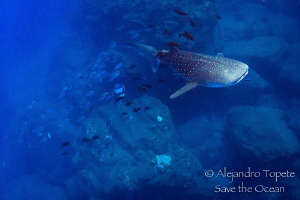 Whale shark with jacks Following, Isla San Benedicto Mexico by Alejandro Topete 